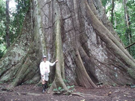 wow big trees   jungle picture  amazon rainforest peru tripadvisor