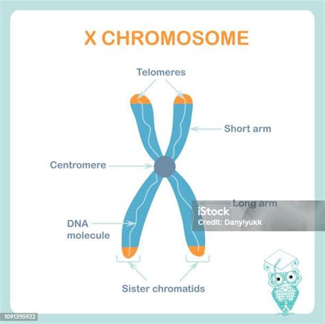 Télomères De Régimes Adn Chromosome X Sont Les Capots De Protection À
