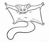 Sugar Glider Gliders Coloring Pages Clipart Drawing Unusual Cartoon Hang Information Fun Clip Library Pet Flying Squirrel Gliding Child Cliparts sketch template