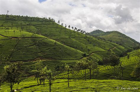 tea plantation india emy de lema flickr