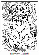 Rottweiler Colouring Terrier Coser Beagle Razas Yorkshire Puppy sketch template