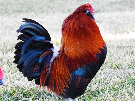 wheaten ameraucana rooster bantam backyard chickens learn
