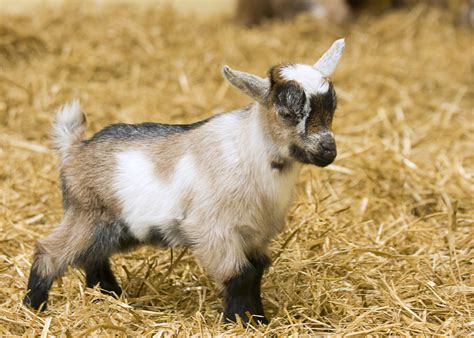 reproductive management dairy goats  sheep alabama cooperative