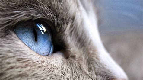 licht grijze kat blauwe ogen