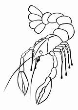 Krebs Colorear Langosta Disegno Malvorlage Kreeft Aragosta Kleurplaat Zum Homard Crawfish Ausmalen Crayfish Coloriages Kostenlose Louisiana sketch template