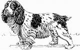 Spaniel Coloring Dog Large sketch template
