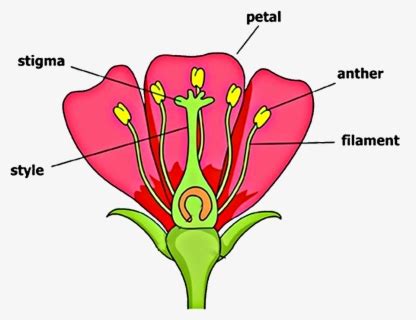 clip art parts   daisy flower diagram parts   plants   functions