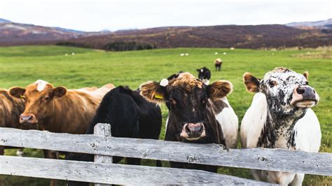 ilmaisia kuvia maatila elaein lehmae lauma laidun laidunmaa nauta elaeimistoe vasikka