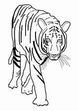 Tigre Colorare Tijger Disegni Malvorlage Immagini Grote Educolor Descargar Ausmalbilder Educima Große Scarica sketch template