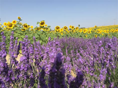 stunning farms  visit  lavender season ecophiles