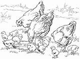 Chicken Coloring Pages Farm Baby Printable Color Chickens Hens Adult Mother Chicks Para Animals Adults Book Farming Animal Cute sketch template