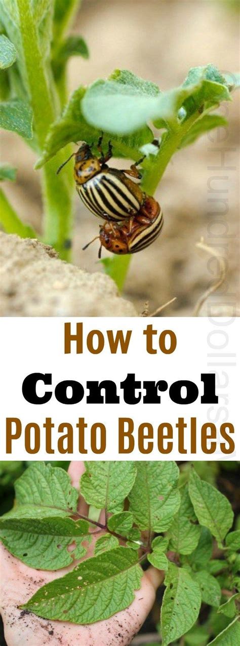 how to control potato beetles {bugs} one hundred dollars a month