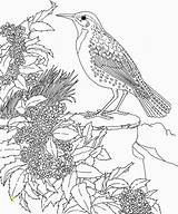 Coloring Meadowlark Oregon Bird Printable Western Flower State Divyajanani sketch template