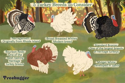 how to choose turkey breeds