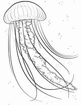 Coloring Jelly Fish Jellyfish Pages Printable Categories Supercoloring sketch template