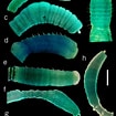 Afbeeldingsresultaten voor Notomastus latericeus Familie. Grootte: 105 x 105. Bron: www.researchgate.net