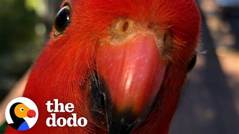 red parrot brings girlfriend   meet  woman  visits  day  dodo wild hearts