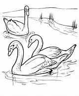 Cisnes Angsa Swan Mewarnai Sketsa Nadando Honkingdonkey Berpasangan Hewan Perahu Berikut Tudodesenhos sketch template