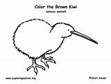 Kiwi Brown Coloring Sponsors Wonderful Support Please sketch template
