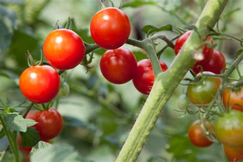 comprehensive guide  growing cherry tomatoes dengarden