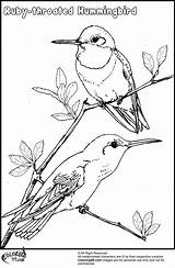 Coloring Hummingbird Hummingbirds Trinidad Tobago Flowers Teamcolors sketch template