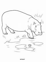 Wild Animals Coloring Pages Hippo Kids Water sketch template
