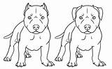 Pitbull Chien Kleurplaten Honden Pit Stafford Lines Pitbulls Bestcoloringpagesforkids Puppys Disegnare sketch template