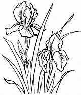 Iris Flower Coloring Pages Flowers Drawing Color Printable Drawings Line Outline Spring Sheets Draw Az Colorear Dibujos Para Van Templates sketch template