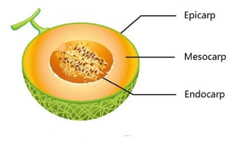 struktur morfologi  anatomi buah  biji tumbuhan