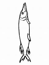 Pike Fish Coloring Pages Drawing Northern Printable Jumping Walleye Water Color Getdrawings Version Click Sketch Categories Clipart Sketchite sketch template