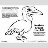 Hornbill Coloring 400px 92kb sketch template