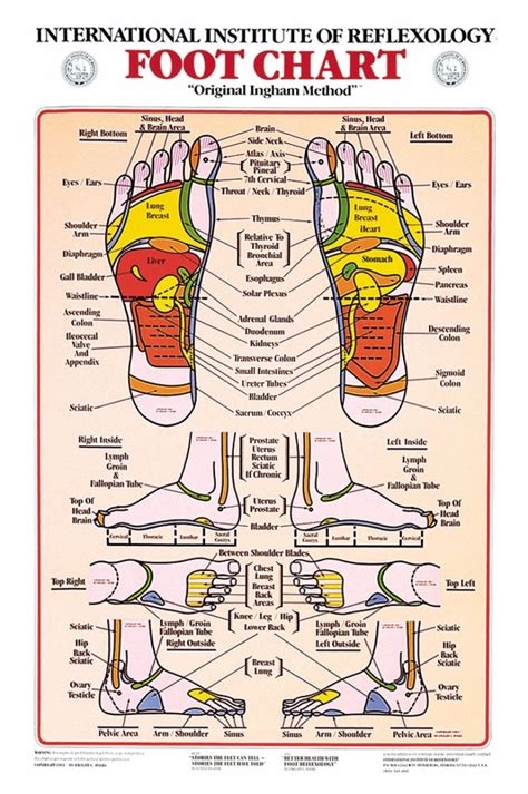 31 Printable Foot Reflexology Charts And Maps Template Lab
