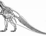 Skeleton Coloring Dinosaur sketch template