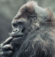 Image result for "chirodropus Gorilla". Size: 176 x 185. Source: www.northcountrypublicradio.org