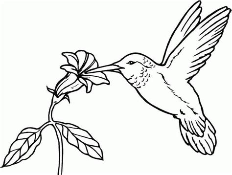 printable pictures  birds coloring home