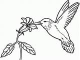 Beija Imprimir Colorir Hummingbird Coloringhome sketch template