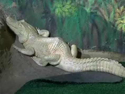 video albino alligator in brazil receives acupuncture treatment the
