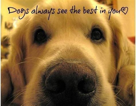 images  dog quotes  pinterest pets bad mom  puppys