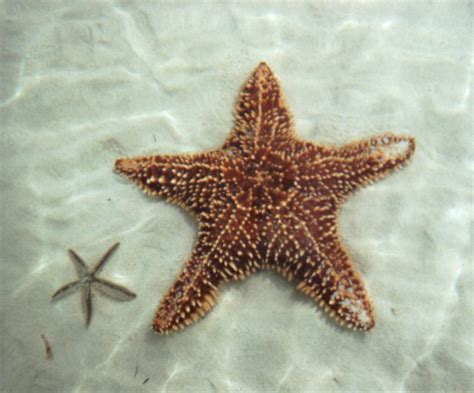 starfishs slimy goo  cure inflammation topnews