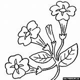 Petunia Coloring Pages Flowers Flower Petunias Color Online Thecolor Drawings Tattoo Spring Choose Board 05kb 560px sketch template