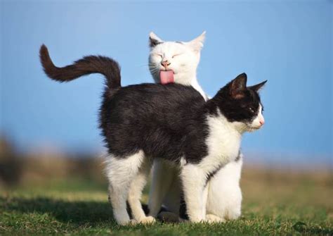 猫がお互いを毛づくろいをしている時の心理とは