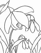 Coloring Snowdrop Handipoints Clipartbest Clipart sketch template