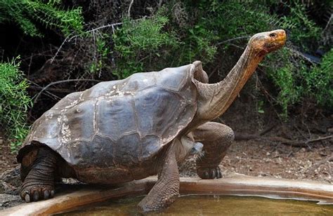 100 Year Old Galapagos Tortoise Saves His Specie Encomium Magazine
