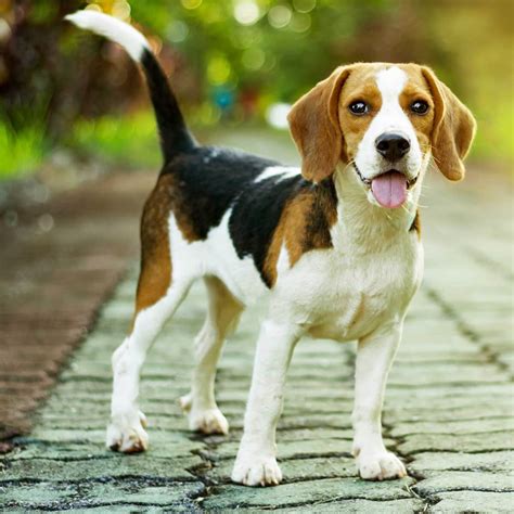 beagle dog maximum height lsanpiero