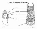 Anatomy Coloring Artery Blood Vessel sketch template