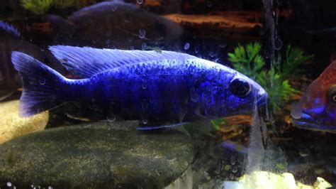 Electric Blue African Cichlid Youtube