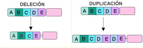 Biología Bi 14 Cromosomas Genes Alelos Y Mutaciones