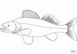 Sandacz Perch Ryba Lucioperca Szczupak Kleurplaat Kolorowanka Snoekbaars Snoek Druku Coloringbay Kleurplaten Walleye Drukuj Supercoloring Rybka Wydrukuj Malowankę sketch template