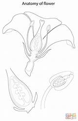 Colorare Fiore Anatomia Disegni Anatomy Supercoloring Kwiatu Biologia sketch template