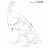Turkey Wild Coloring Line Color American Choose Board Own Pages sketch template